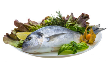 Fresh raw dorada