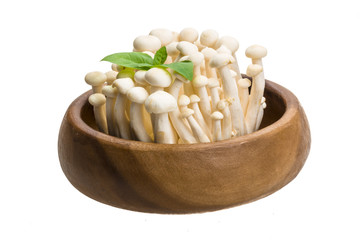 Japan mushroom Shimeji