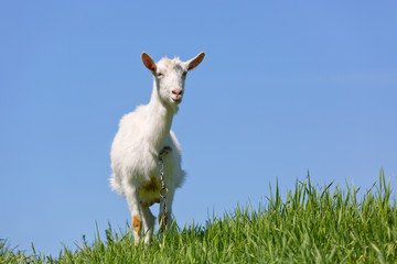 goat on green meadow