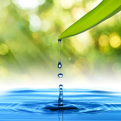 Water drop from green leaf