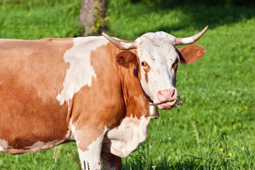 Naklejka na ściany i meble alpine cute cow on summer pasture
