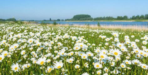 Obraz premium Wild flowering oxeye daisies