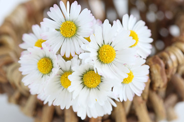 Fototapeta premium Gänseblümchen