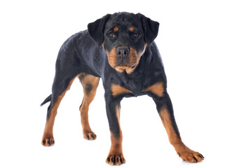 Obraz premium rottweiler