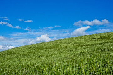 Wheat field with wind in spring in Val Trebbia, Italy