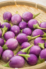 Purple eggplant or cockroach berry