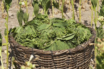 Naklejka premium tobacco leaf