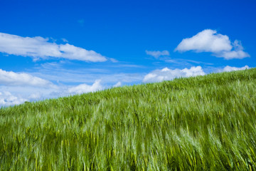 Wheat moved by wind in spring in Val Trebbia, Italy