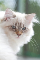 Cucciolo di gatto siberiano tipo neva 
