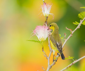 Female Olive-backed sunbird  drink nectar
