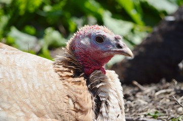 An old turkey hen