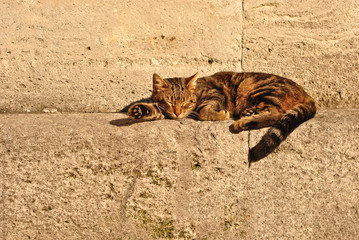 Tabby cat taking a nap