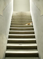 Fototapeten Steps with cat © vali_111