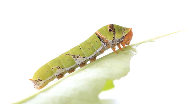 Caterpillar on a lemon leaf.