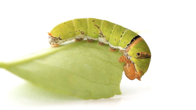 Caterpillar eating green lemon leaf.