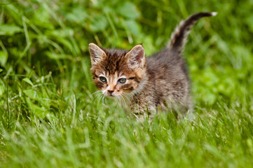 tabby kitten walking in the grass