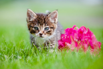 Naklejka na ściany i meble uroczy kotek z kwiatem