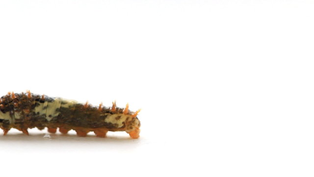 Caterpillar worm walking