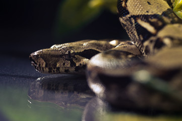 Python snake reptile close-up macro portrait on black