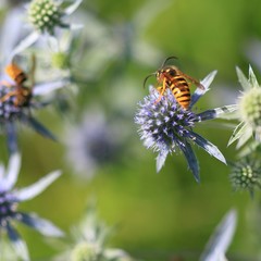Wasp on the sea holly flower