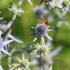 Wasp on the flowers
