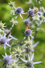 Wasp on the flowers