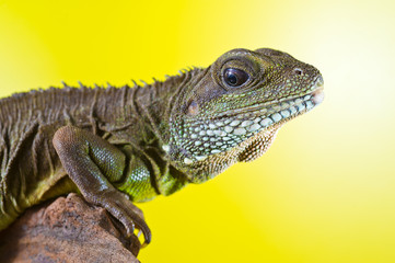 Portrait of beautiful water dragon lizard reptile sitting on a b
