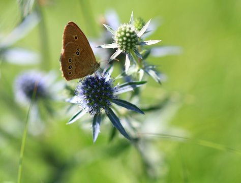 The butterfly on the Sea Holly flower