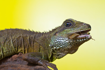 Portrait of beautiful water dragon lizard reptile sitting on a b