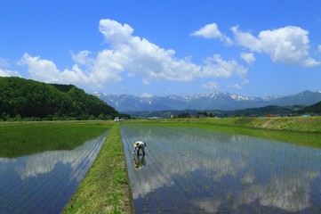 青空と春の水田