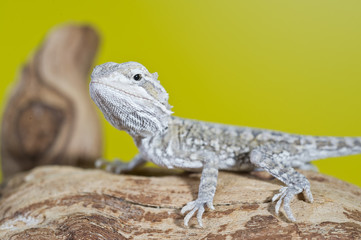 Close up portrait of babies reptile lizards bearded dragons