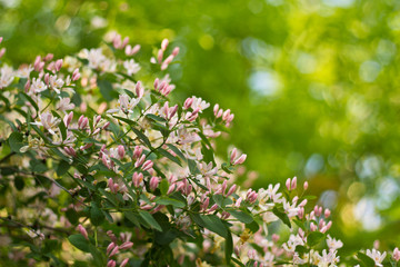 Bushes with pink flowers