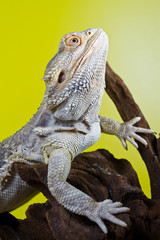 Bearded dragon reptile lizard on a branch on green yellow blurre