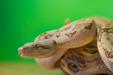 Boa constrictor reptile snake close up macro portrait