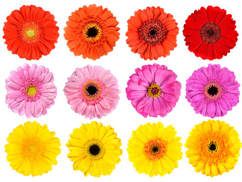 Fototapeta Collection of Fresh Gerbera Flowers Isolated on White