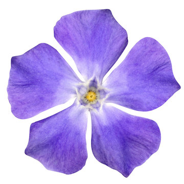 Fototapeta Purple Flower - Periwinkle - Vinca minor - isolated on White