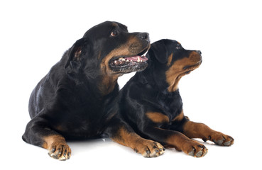 rottweilers