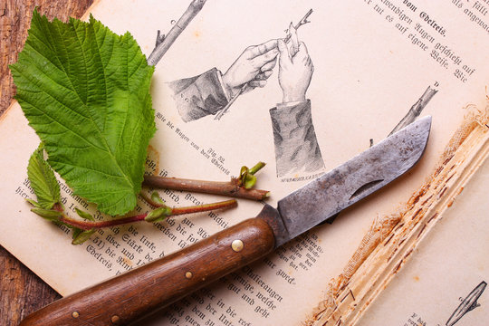 Antikes Gartenbuch - Veredelung von Geh&ouml;lzen