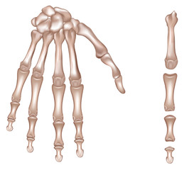 Bones of the right hand