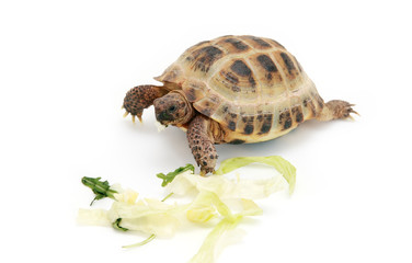 Russian tortoise eating cabbage