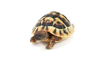Hermann's tortoise on white