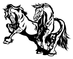 two draft horses black white