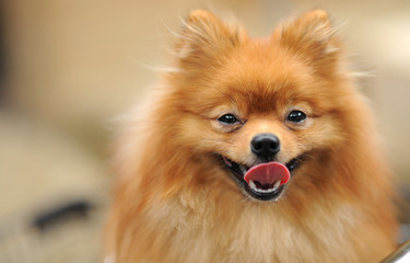 Obraz premium puppy