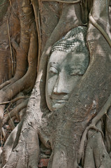 Fototapeta na wymiar Buddha head encased in tree roots