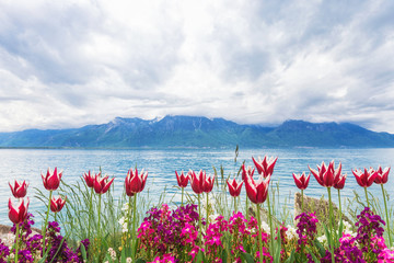 Flowers near lake, Montreux. Switzerland - 52868151