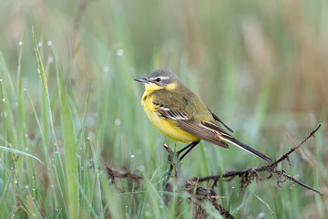 Schafstelze, Western Yellow Wagtail, Motacilla flava