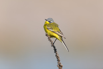 Schafstelze, Western Yellow Wagtail, Motacilla flava