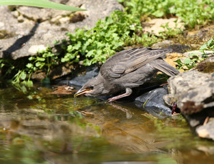 Close up of a baby Starling drinking from a pond