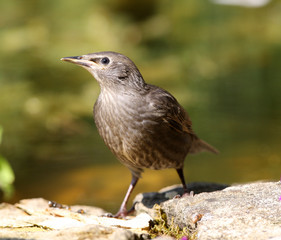 Portrait of a baby Starling
