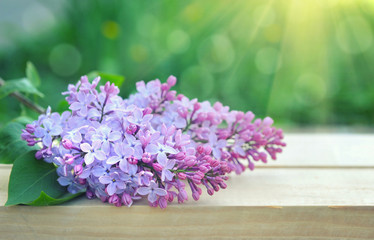 Obraz na płótnie Canvas Branch of lilac on a natural background